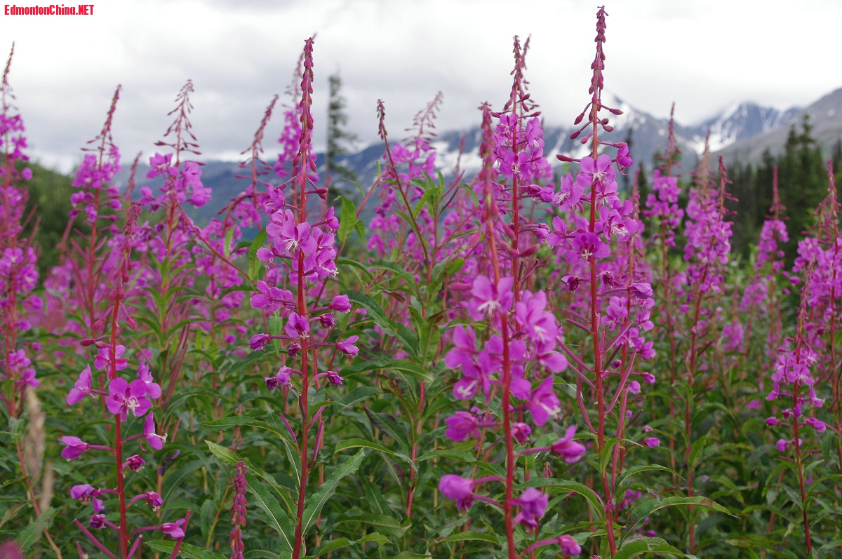 fireweed_Yukon Fireweed_����.jpg