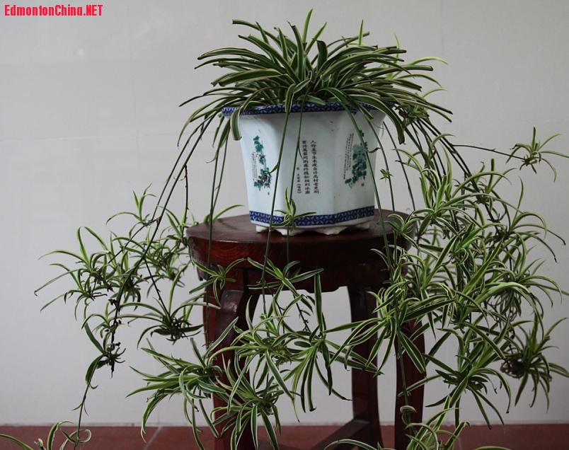 想换的