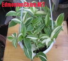 我家的小盆的