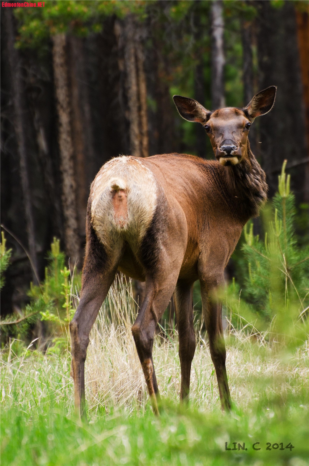 3 elk