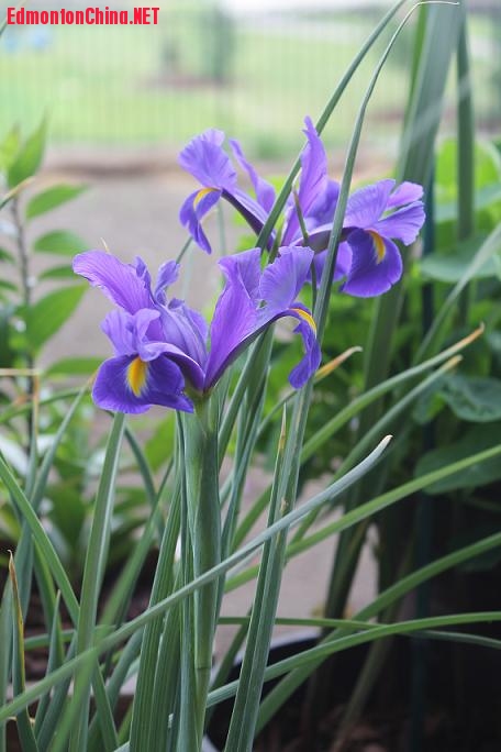 鸢尾花