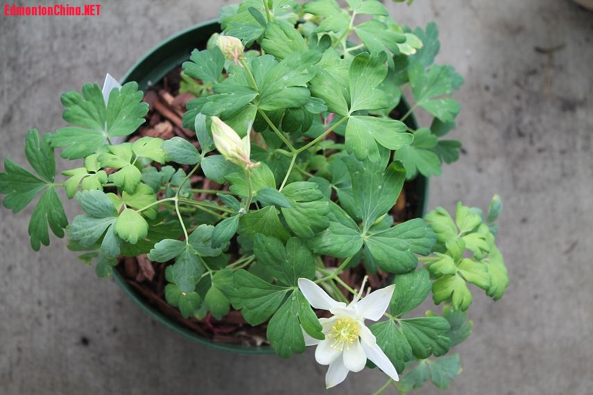 漏斗菜之三