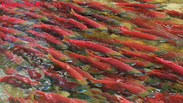 hi-sockeye-salmon-852-eliason4hr-8col.jpg