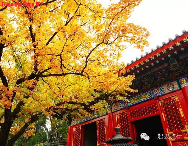 秋季的北京香山公园.jpg