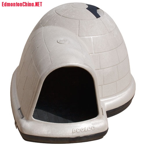 igloo-dog.jpg