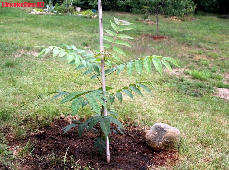 2014_Xiangchun_Tree.jpg