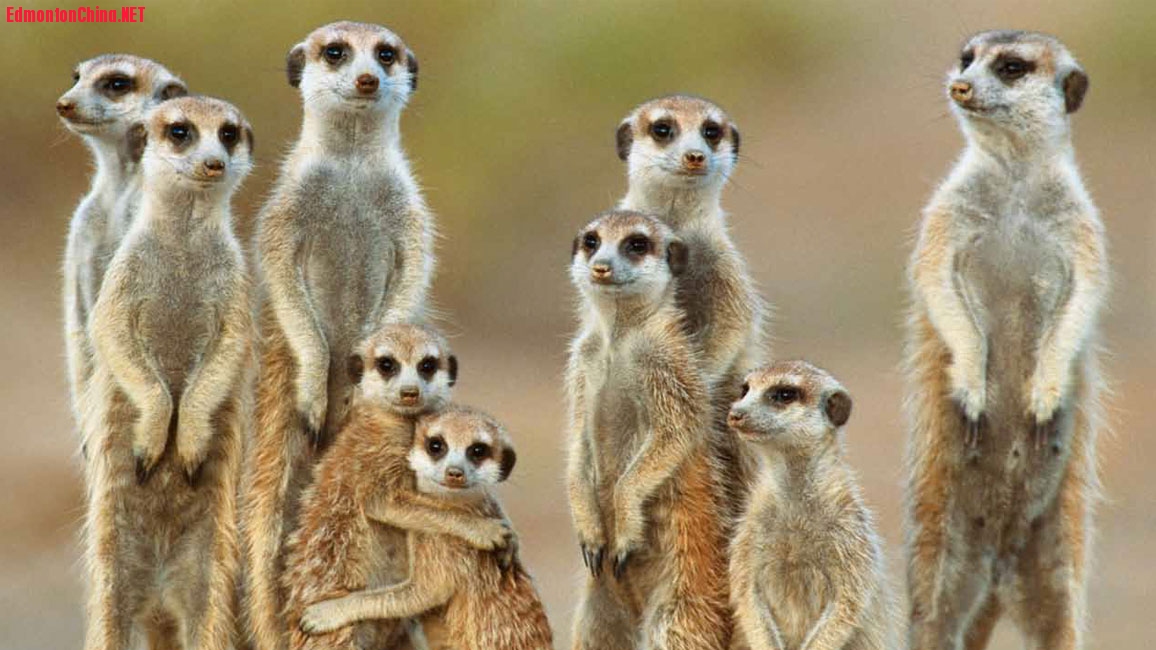 meerkats.jpg